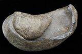 Fossil Whale Ear Bone - Miocene #40322-1